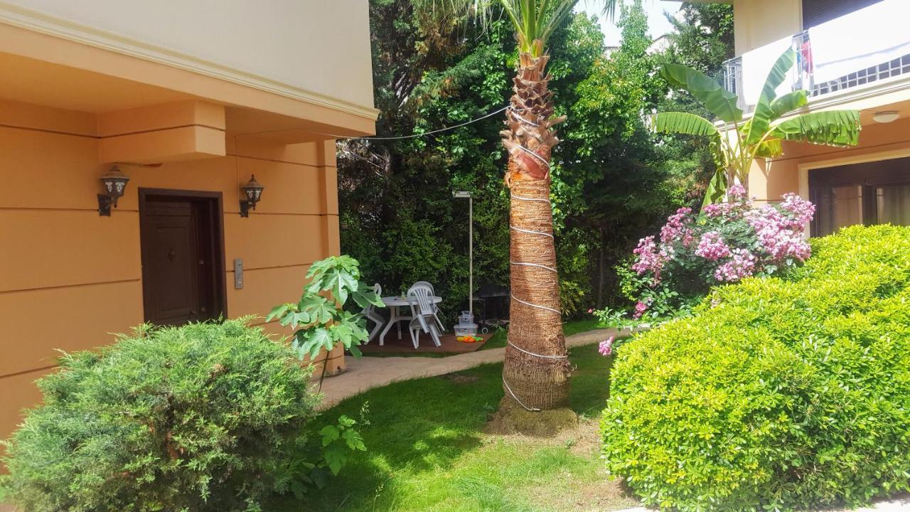 The Wind Sycamore In Villa